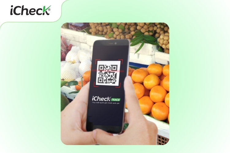 Hình ảnh minh họa quét mã QR truy xuất nguồn gốc quả cam