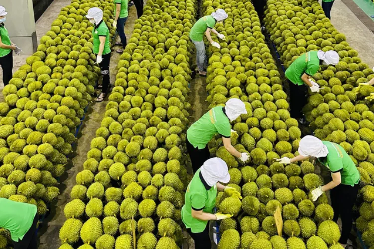 Sầu riêng xuất khẩu chính ngạch sang Trung Quốc phải đáp ứng yêu cầu về mã số vùng trồng và cơ sở đóng gói. Nguồn ảnh: Internet

