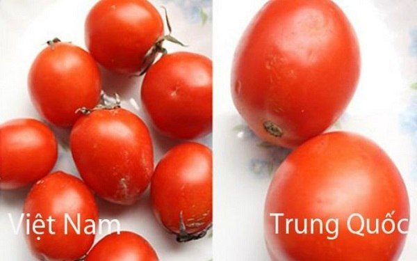 Nhận biết cà chua bằng cuống