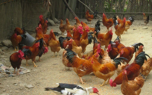 Chăn nuôi gà tại Việt Nam