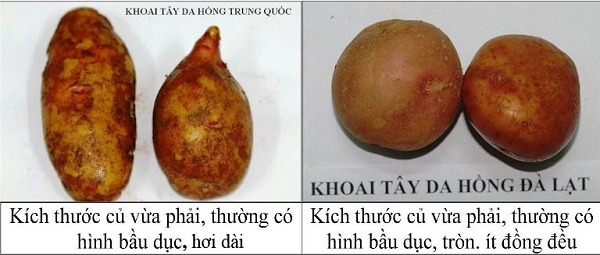 Kích thước khoai tây Trung Quốc và Đà Lạt