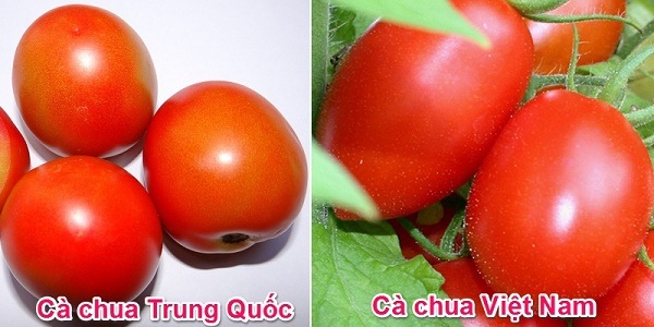 Nhận biết cà chua có thuốc bảo quản của Trung Quốc