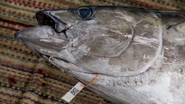 Cá ngừ thái bình dương có thể truy xuất nguồn gốc?